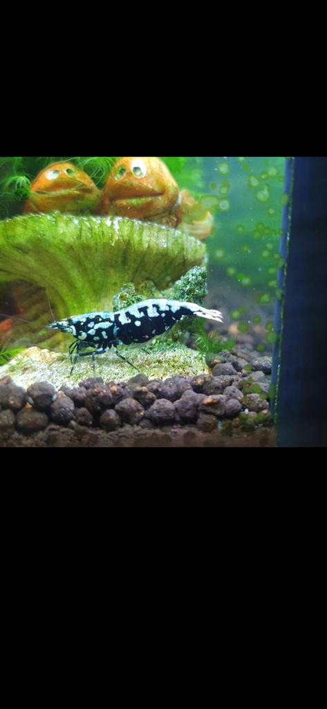 Blue Boa Galaxy garnalen blauw zwart, Kreeft, Krab of Garnaal