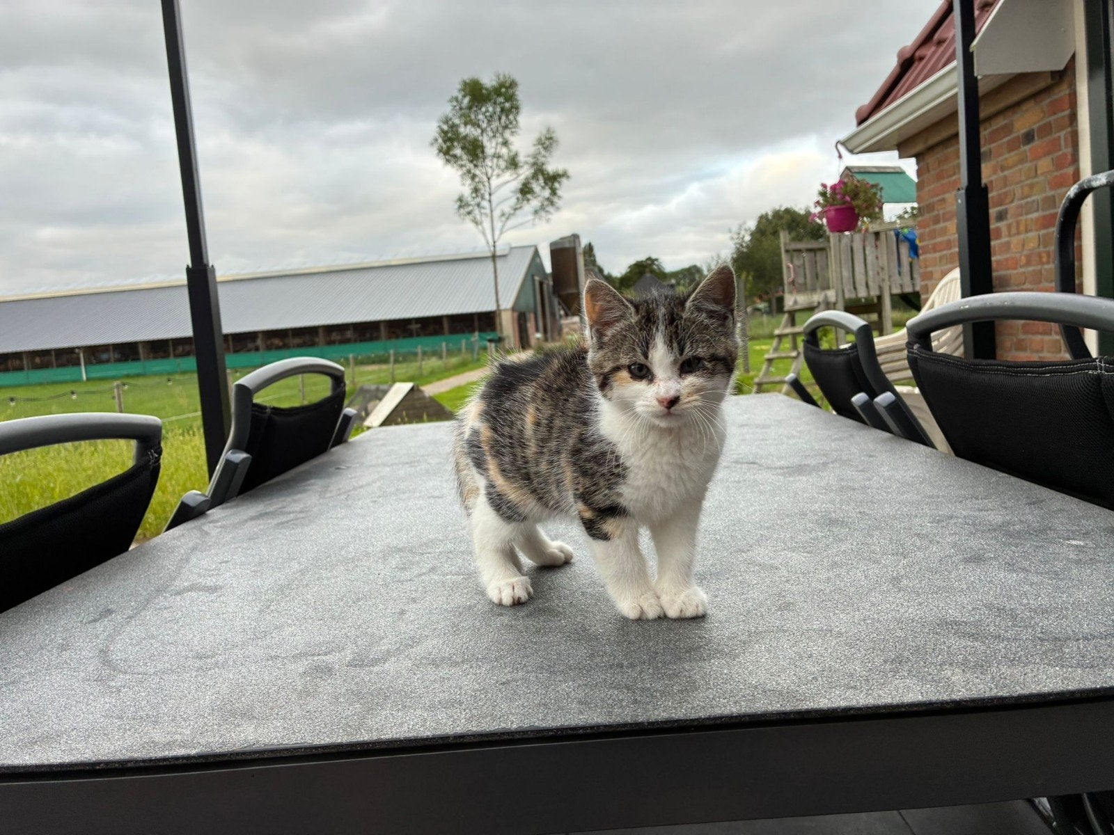 Lief makke boerderijkitten, Poes
