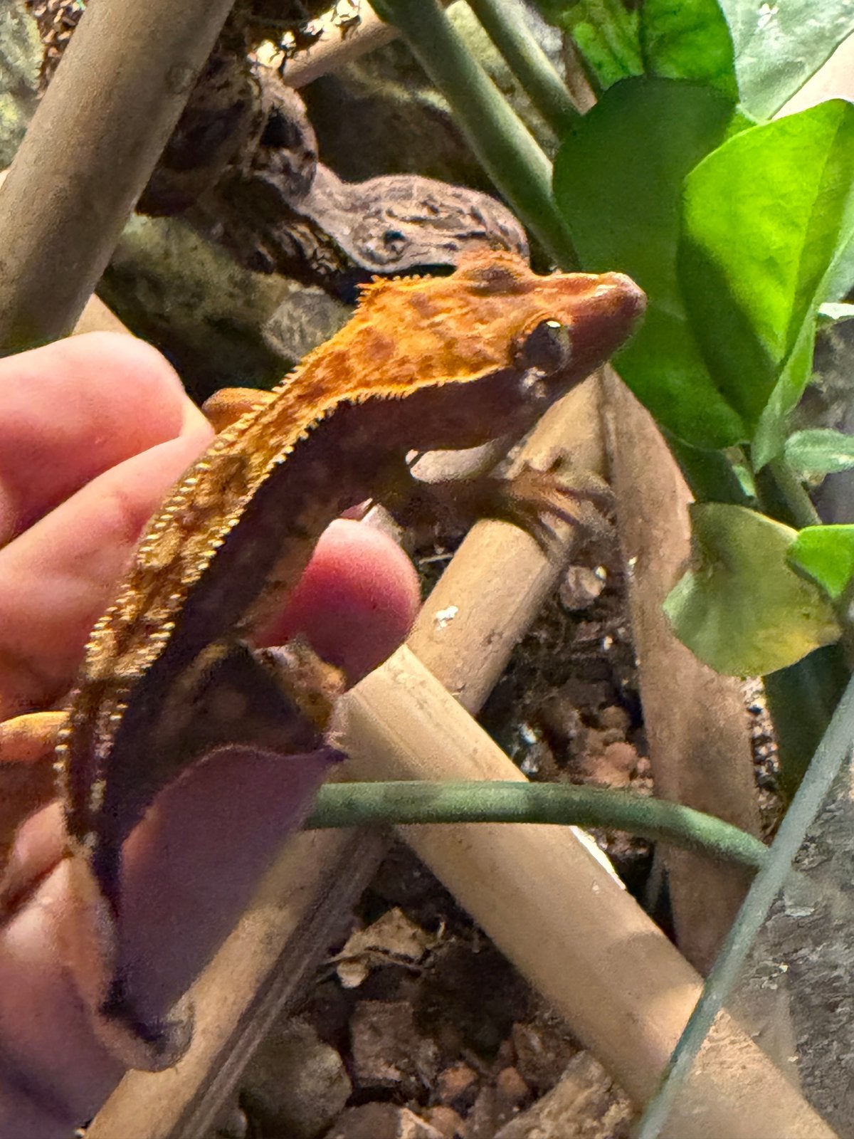 Wimper gekko’s Crested Gecko photo 2