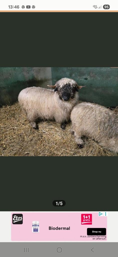 Schapen  scheren en hoefverzorging, Meerdere dieren, Schaap