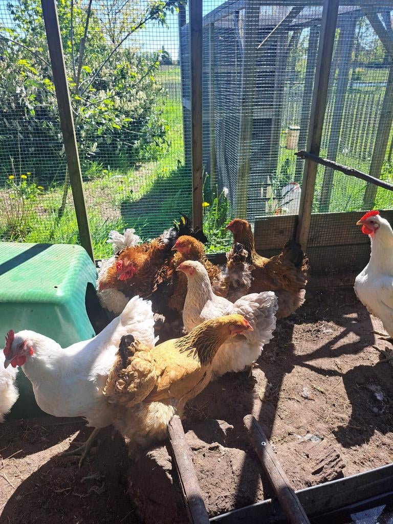 Brahma hennen hanen glad en krul, Meerdere dieren, Kip