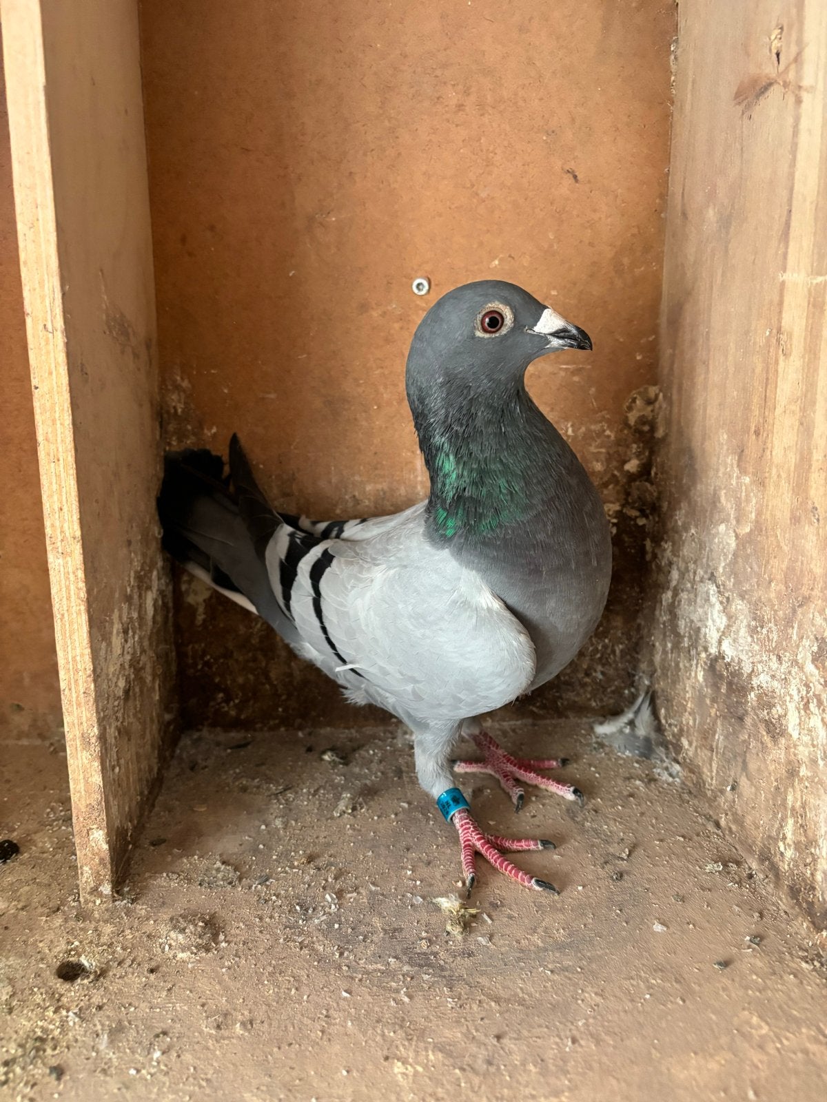 Te koop jonge doffer en duivin, Dieren en Toebehoren, Meerdere dieren