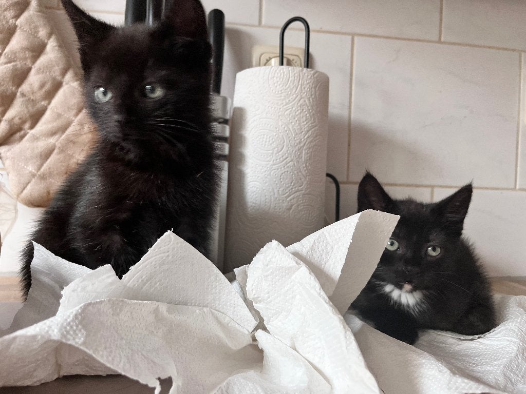 Zeer schattige kittens, Dieren en Toebehoren, Meerdere dieren, Kortharig, 0 tot 2 jaar