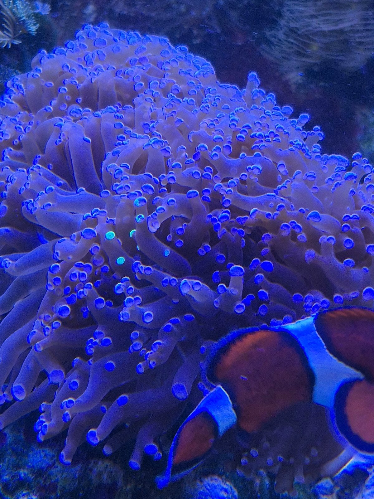 Euphylia Divisia, Vis