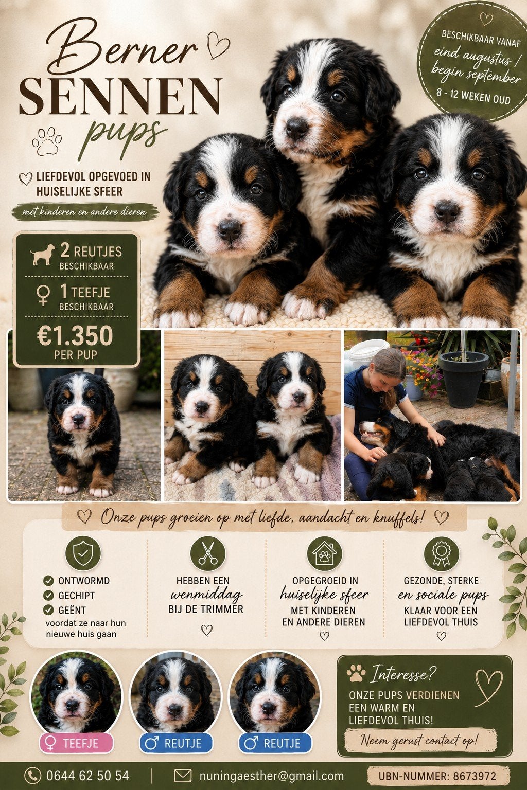 Berner sennen pups, Parvo, Overige rassen, 8 tot 15 weken, Meerdere