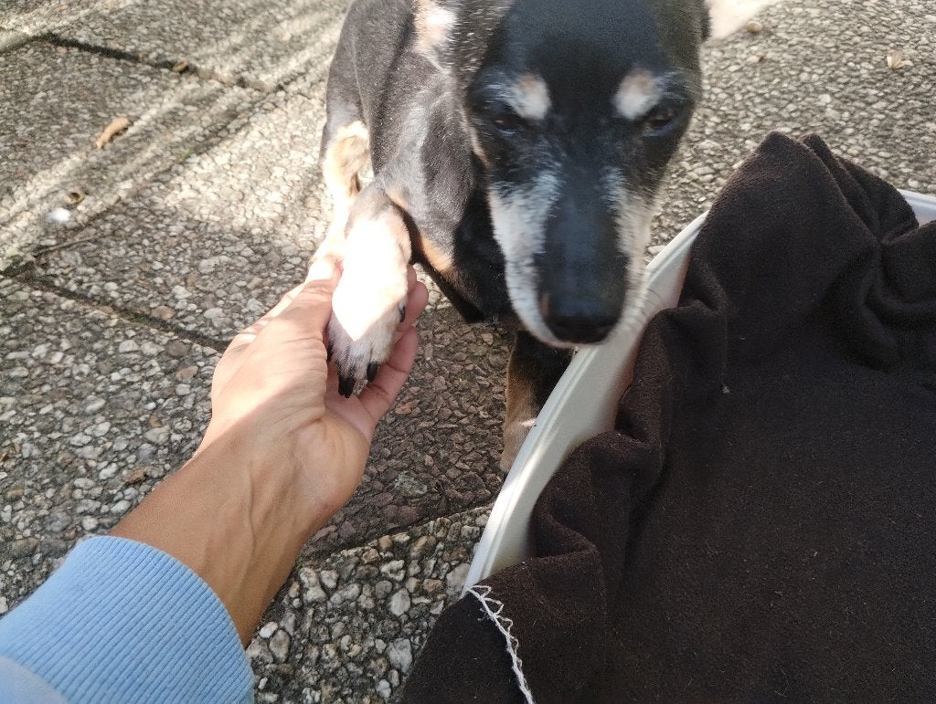 Hond vermist teefje van 16 jaar in Hoeven NB, 6 jaar of ouder, Jack Russell Terriër, Teef, Eén hond