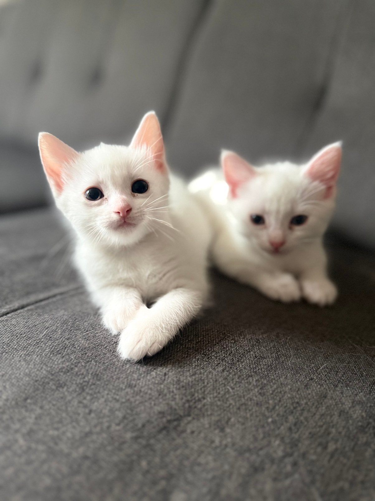 Turks Angora langhaar kittens 1 kater, Meerdere dieren, 0 tot 2 jaar