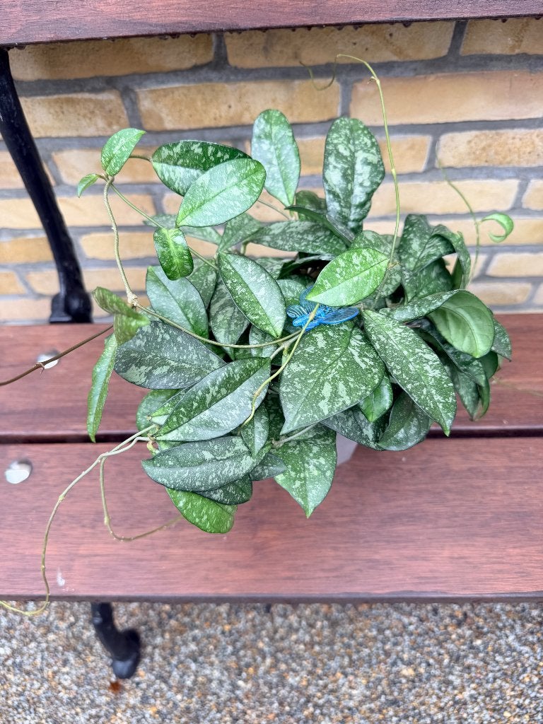 Hoya crassipetiolata splash plant, Huis en Inrichting, Verzenden, Halfschaduw, Minder dan 100 cm
