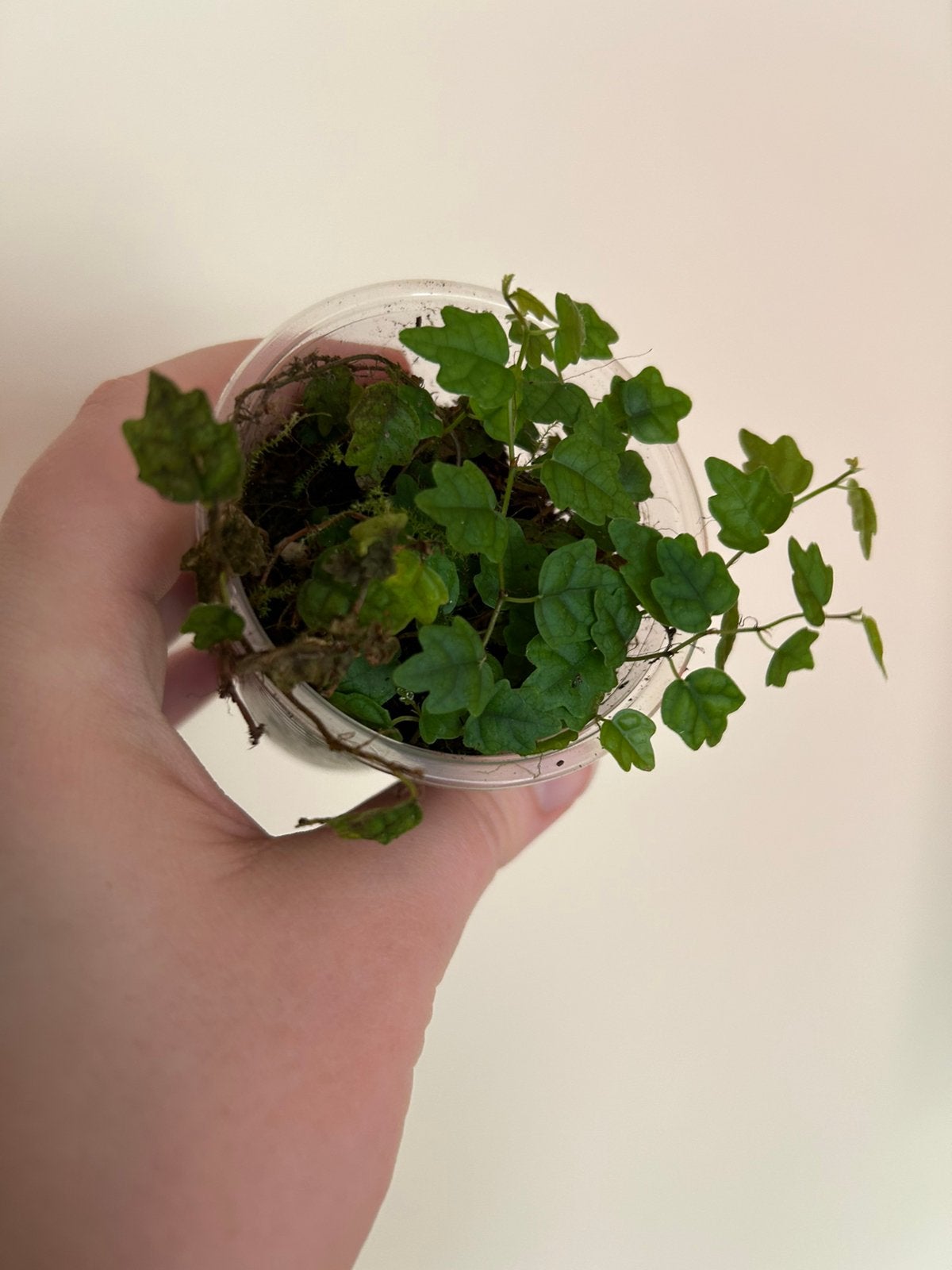 Ficus quercifolia, Huis en Inrichting, Kamerplanten, Ophalen, Ficus, In pot, Minder dan 100 cm