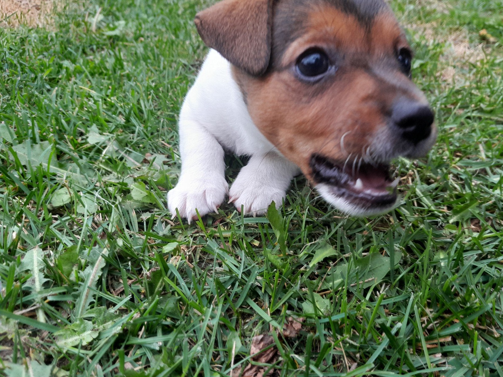 jack russel pups te koop ,, Jack Russell Terriër, 8 tot 15 weken, Meerdere, Meerdere dieren