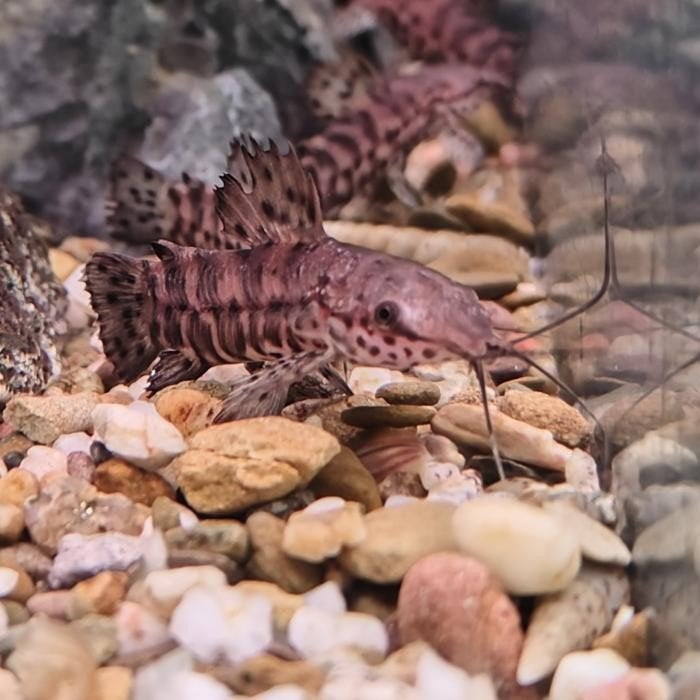 Hoplosternum thoracatum, Vis