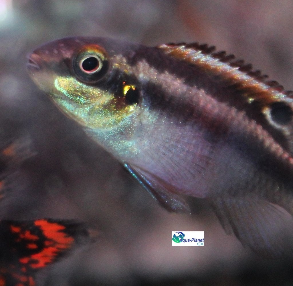 Kersenbuikcichlide, Dieren en Toebehoren, Vissen | Aquariumvissen, Vis, Zoetwatervis