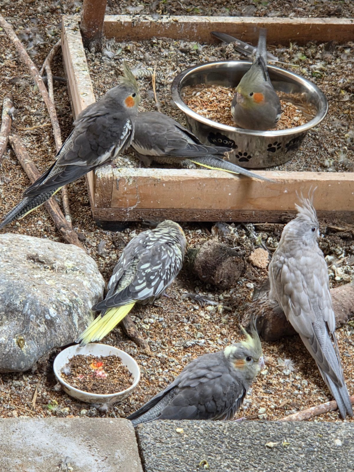 Diverse jonge valkparkieten april 2026, Dieren en Toebehoren, Meerdere dieren, Parkiet, Tam