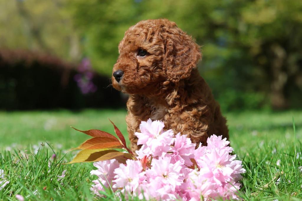Prachtige Cockapoo pups, Dieren en Toebehoren, Parvo, Overige rassen, 8 tot 15 weken, Meerdere