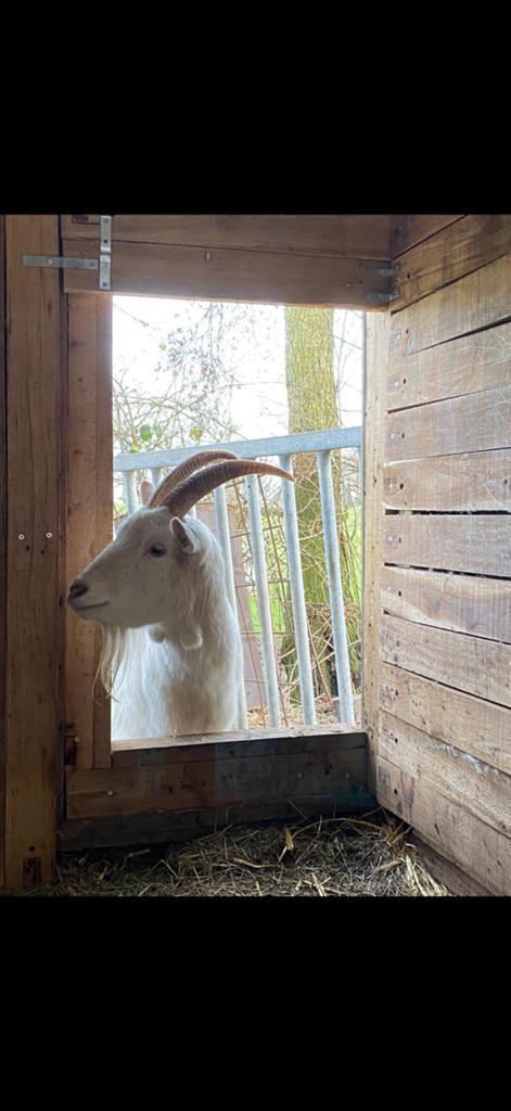 Prachtige Witte Geit, Dieren en Toebehoren, Schapen, Geiten en Varkens, Vrouwelijk, Geit