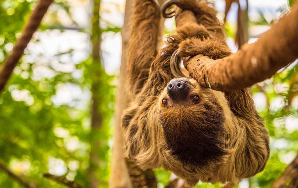 Wildlands Adventure Zoo Emmen 2026 - KORTING!, Twee personen, Ticket of Toegangskaart