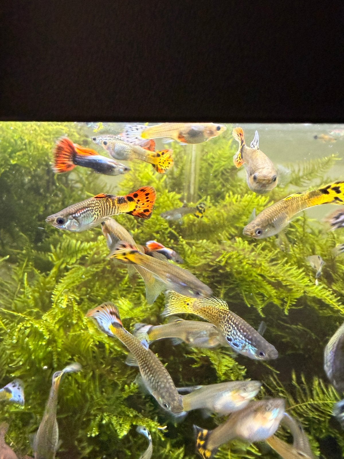 30 +- mannetjes guppen, Dieren en Toebehoren, Vis