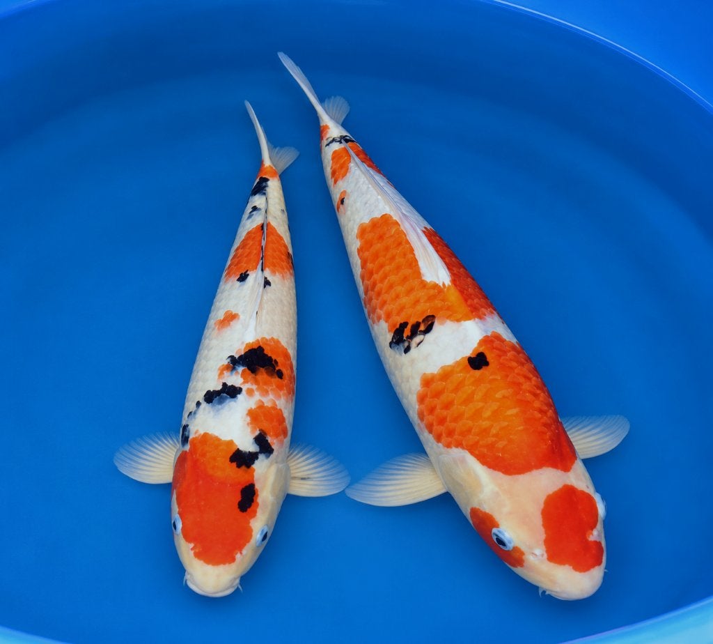 Sanke Tosai 41-50cm, Karper of Koi
