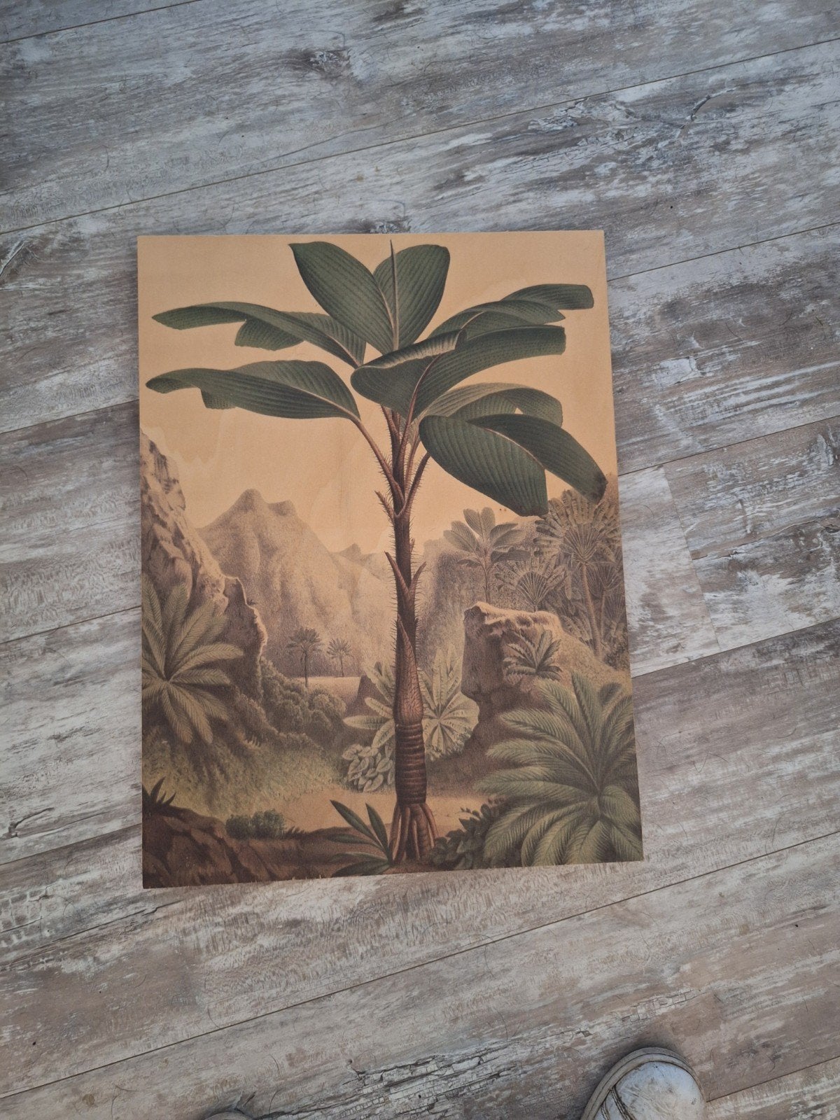 Vintage Botanische Print - Bananenboom Jungle Muur Decoratie, Ophalen, 50 – 75, Minder dan 50 cm, Print