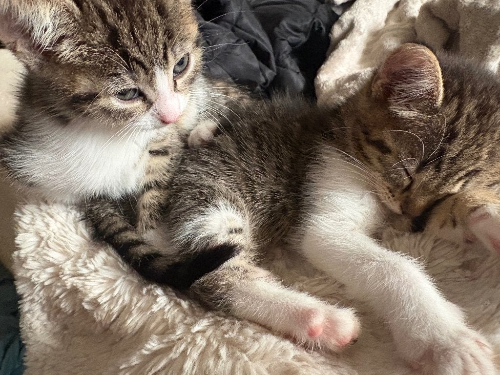 Wij hebben prachtige lieve kittens ❤️, Dieren en Toebehoren, Geslacht onbekend, Langharig, 0 tot 2 jaar