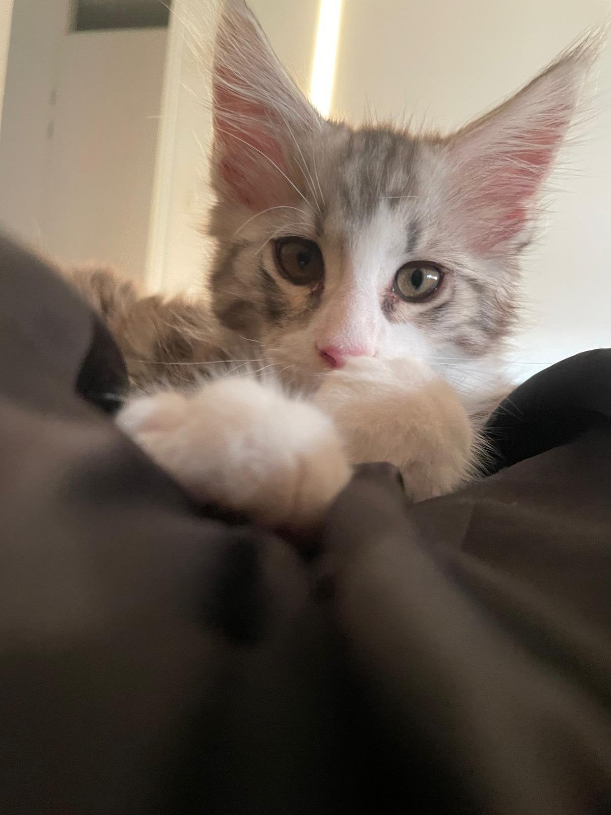 2 prachtige raszuive Maine Coon Katertjes, Dieren en Toebehoren, Katten en Kittens | Raskatten | Langhaar, Kater, Met stamboom