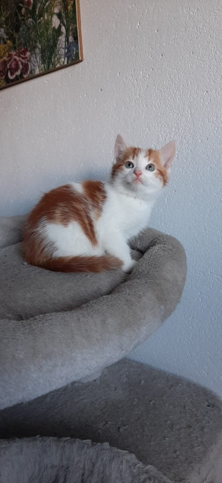 lieve kittens