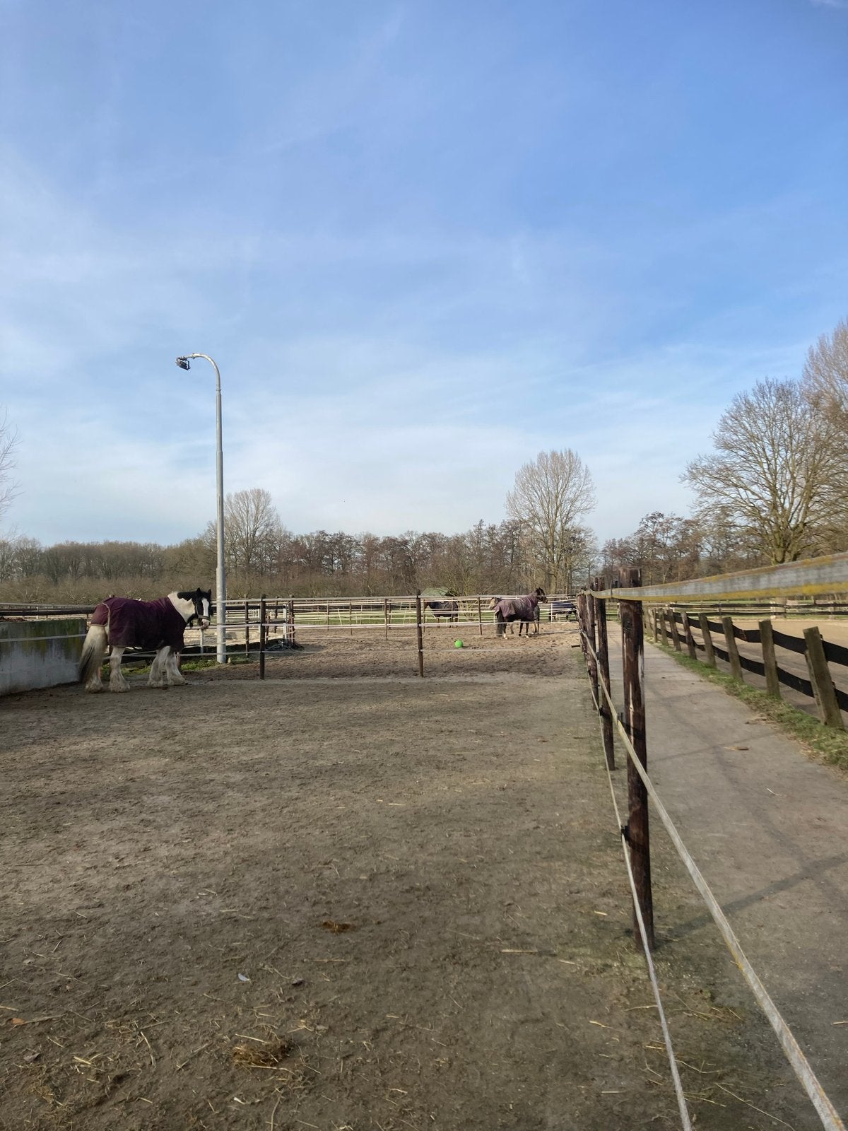 Paarden en pony stal te huur., Weidegang
