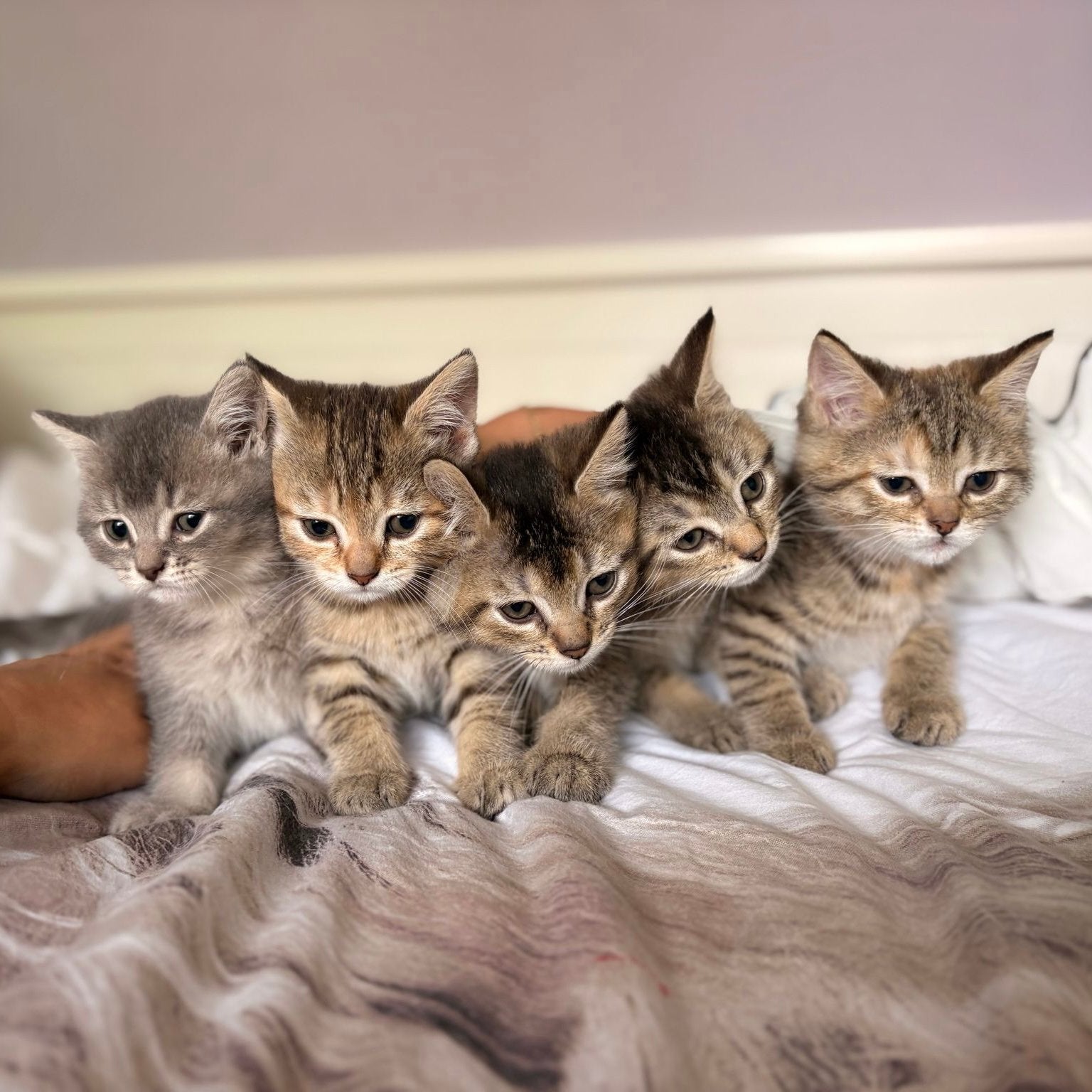 Britse korthaar kittens, Meerdere dieren, Ontwormd, 0 tot 2 jaar