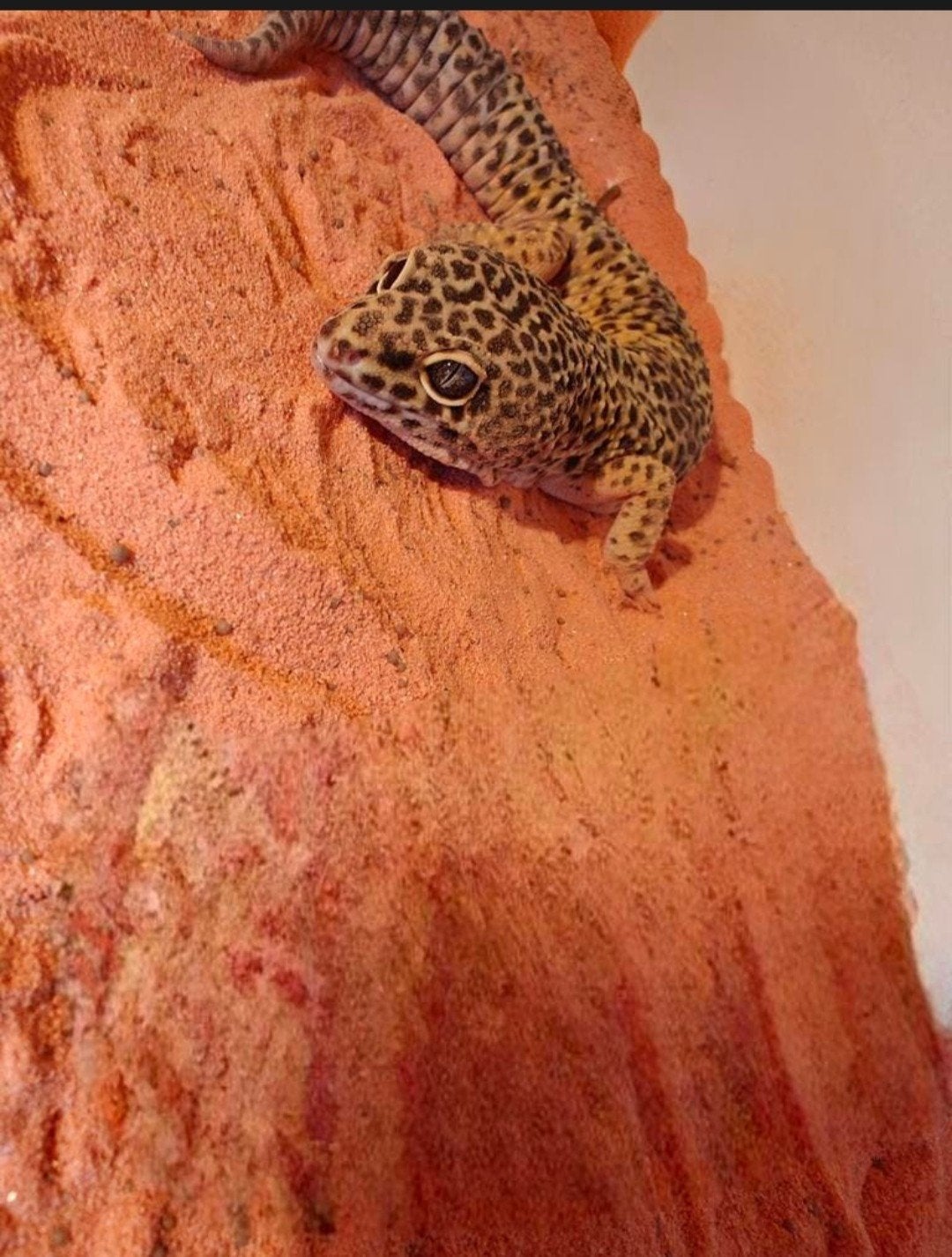Super giant luipaardgekko Leopard Gecko - male for sale from michael