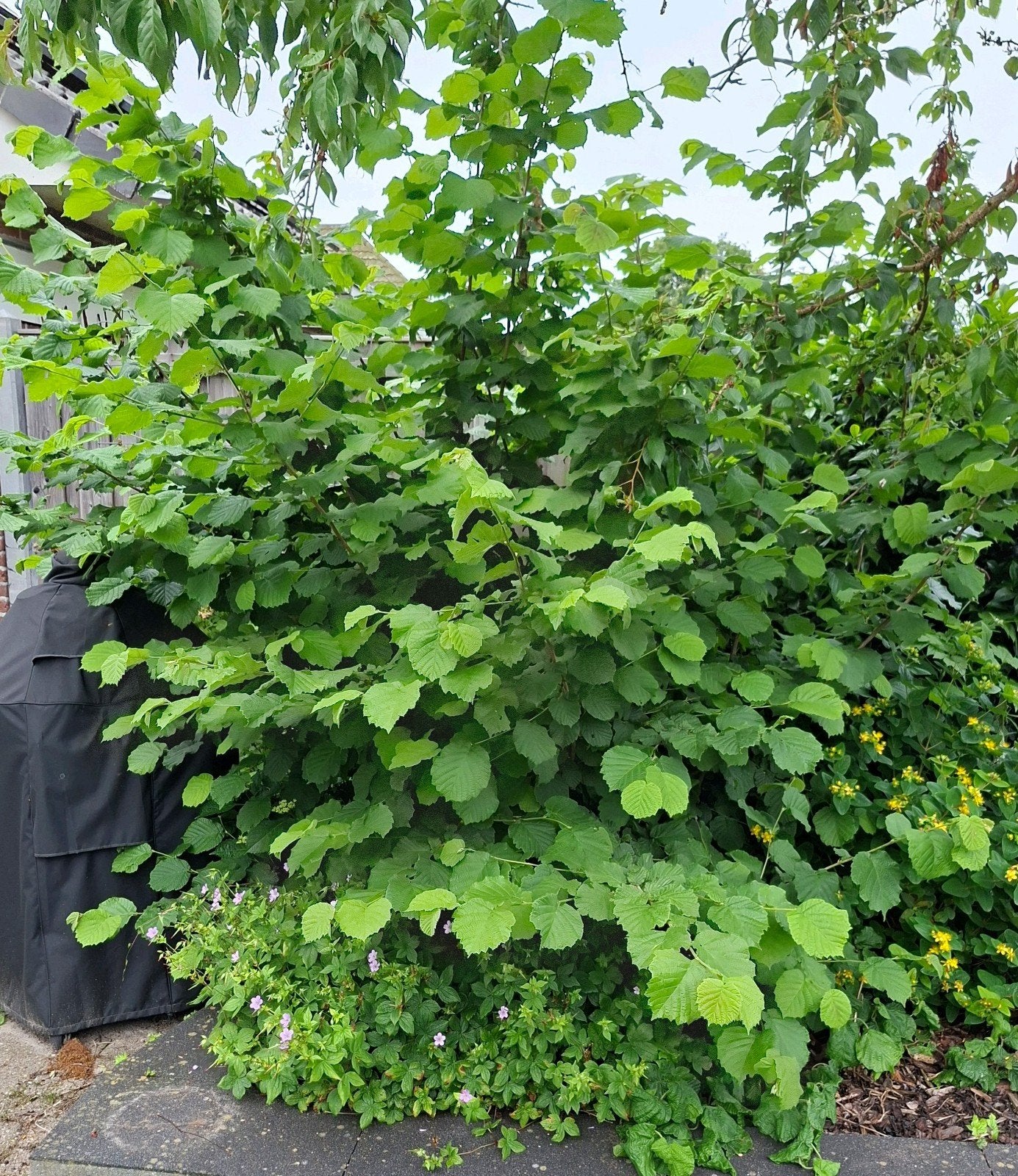 Grote Hazelaar - Perfect voor Paastakken en Tuin, Tuin en Terras, Ophalen, Overige soorten, Struik, 250 cm of meer