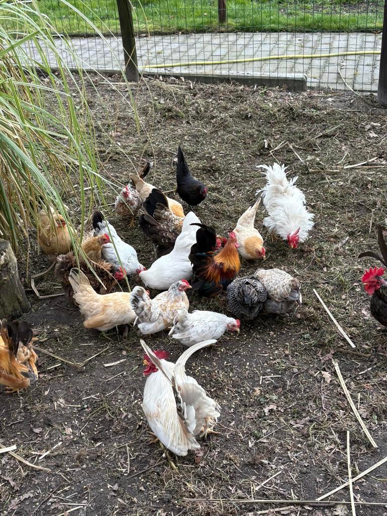 Broedeieren Serama krielkippen, Dieren en Toebehoren, Pluimvee, Geslacht onbekend, Kip