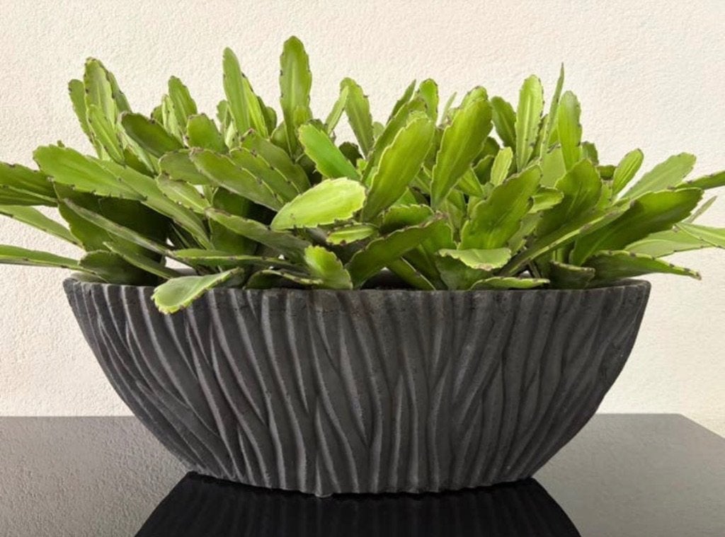 Fiori kamerplant in pot, Ophalen, Rond, Binnen, Zo goed als nieuw