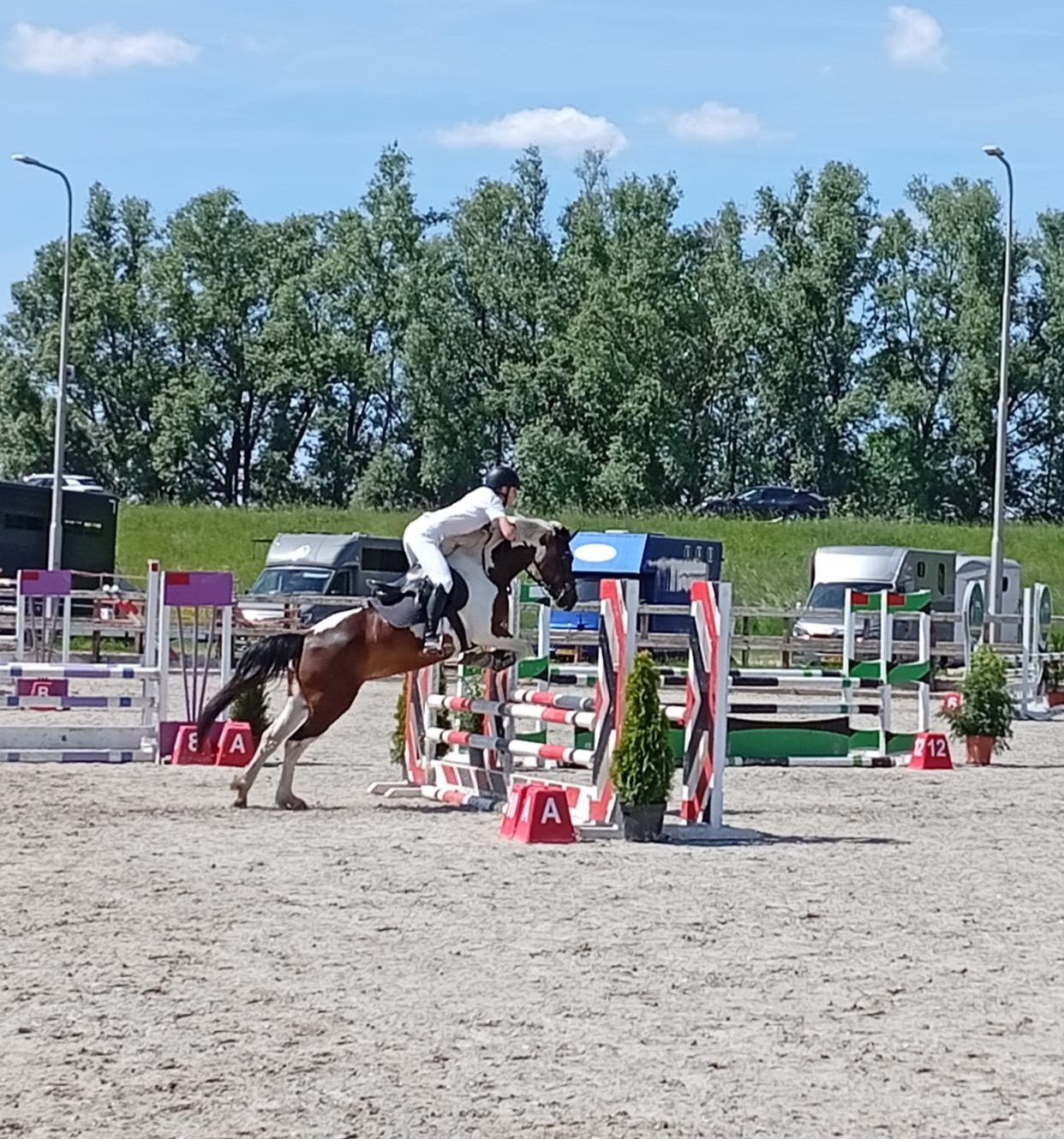 Gezocht springpaard 4 - 7 jaar, Springpaard