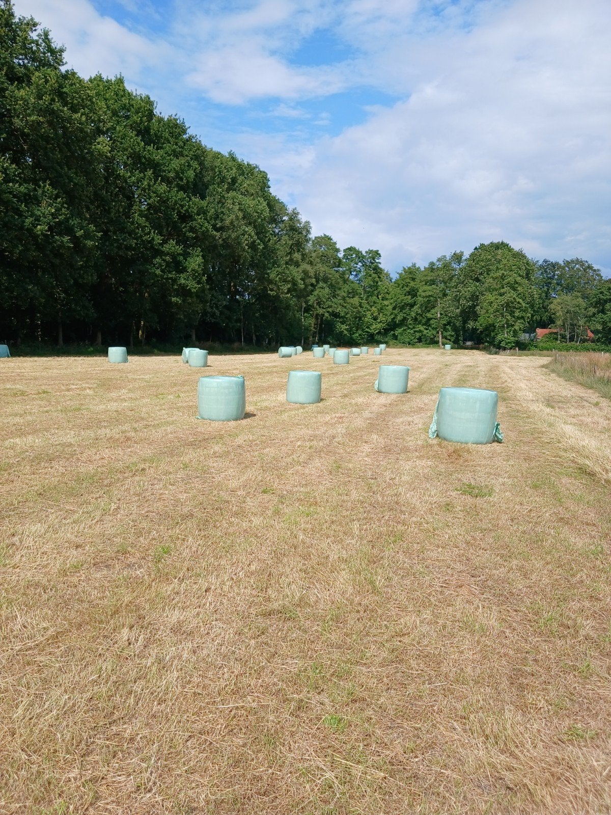 Midi balen, Dieren en Toebehoren, Ophalen, Vee