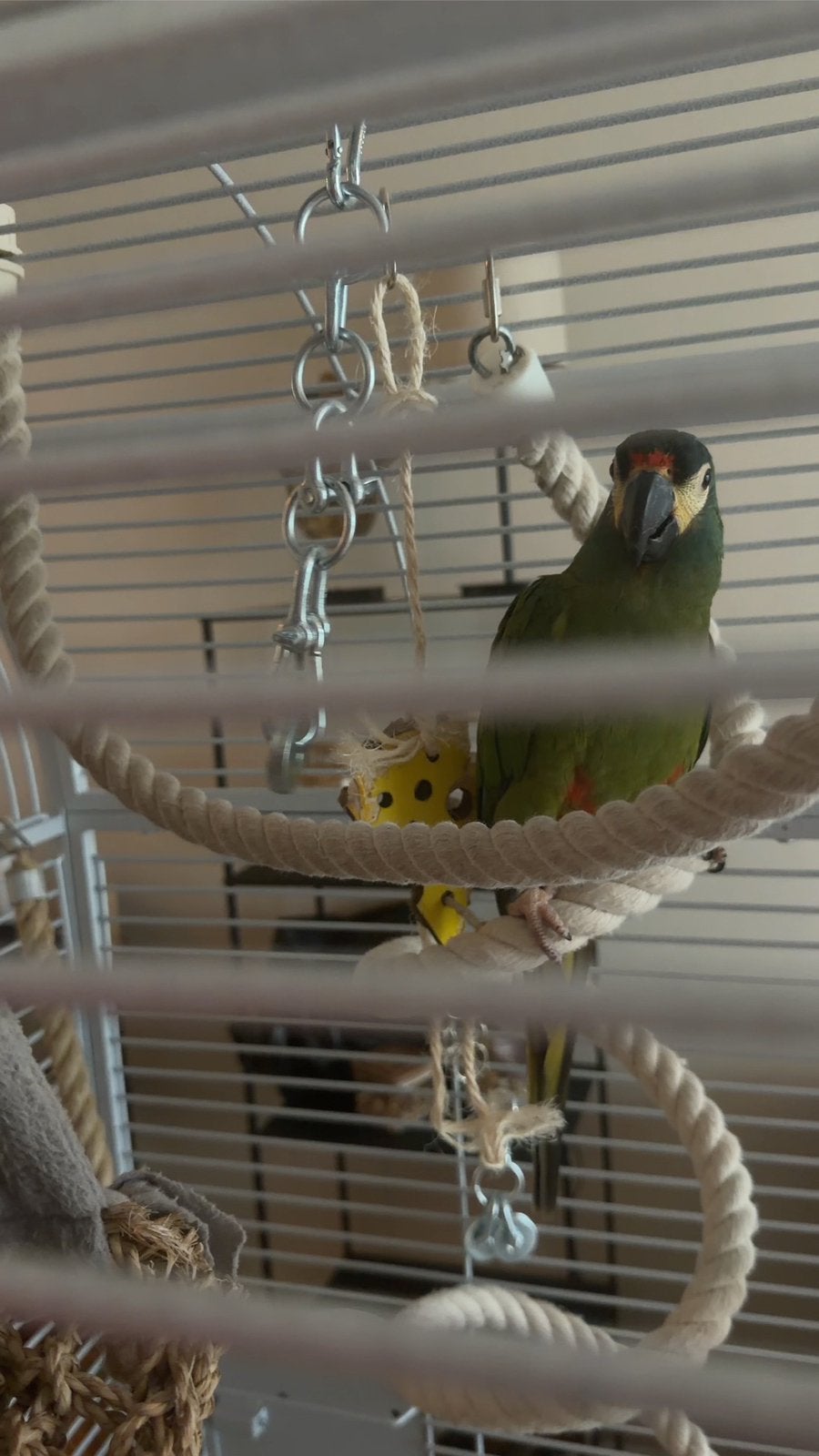 Ara maracana papagaai, Dieren en Toebehoren, Vogels | Parkieten en Papegaaien, Vrouwelijk, Papegaai, Pratend