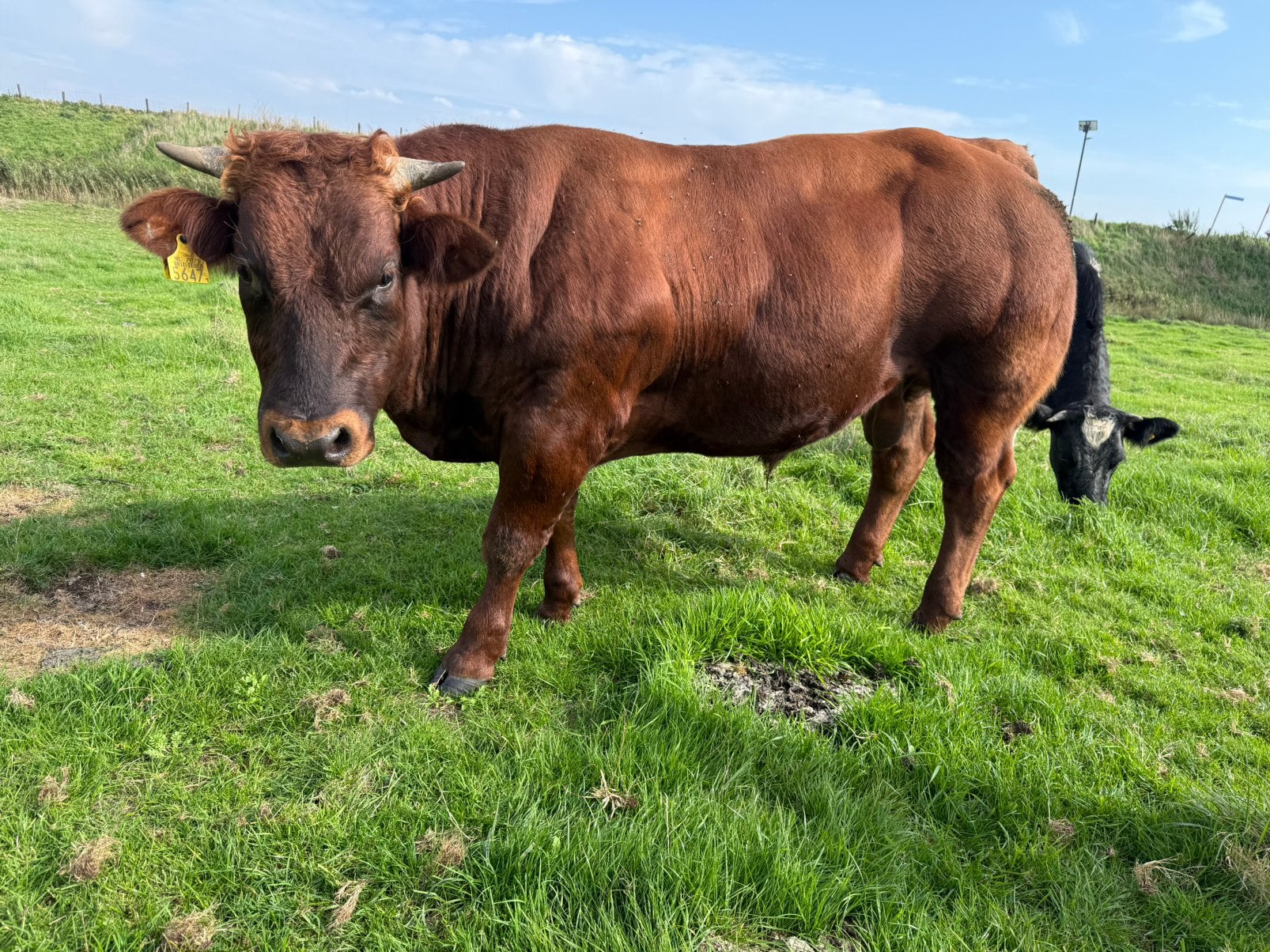 Mooi roodbont dikbil, Dieren en Toebehoren, Mannelijk, 0 tot 2 jaar