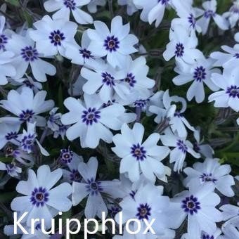 Kruipphlox, Volle zon, Vaste plant, Lente, Ophalen