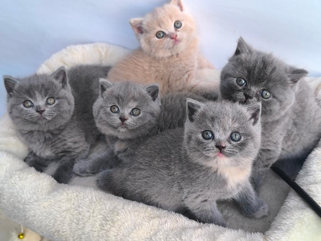Raszuiver Brits Korthaar kittens, Meerdere dieren, Ontwormd