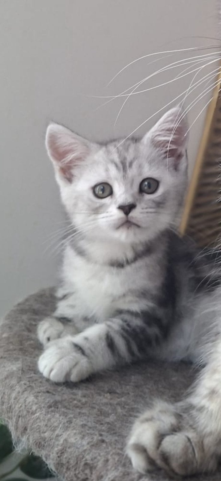 Nog 1 prachtig / Mainecoon x Britse  xxl kitten, Poes, Ontwormd, 0 tot 2 jaar