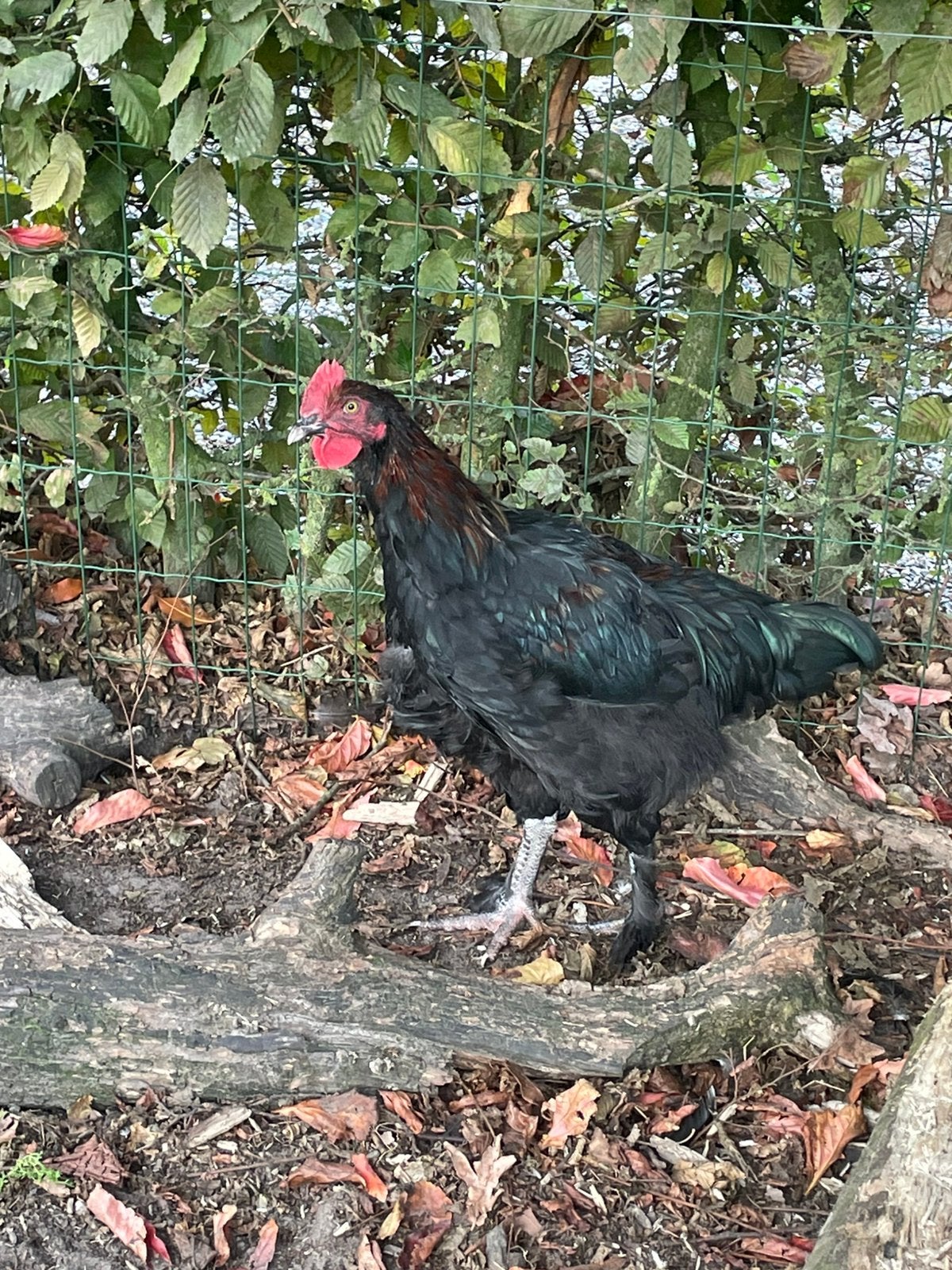 Marans haan te koop, Mannelijk, Kip