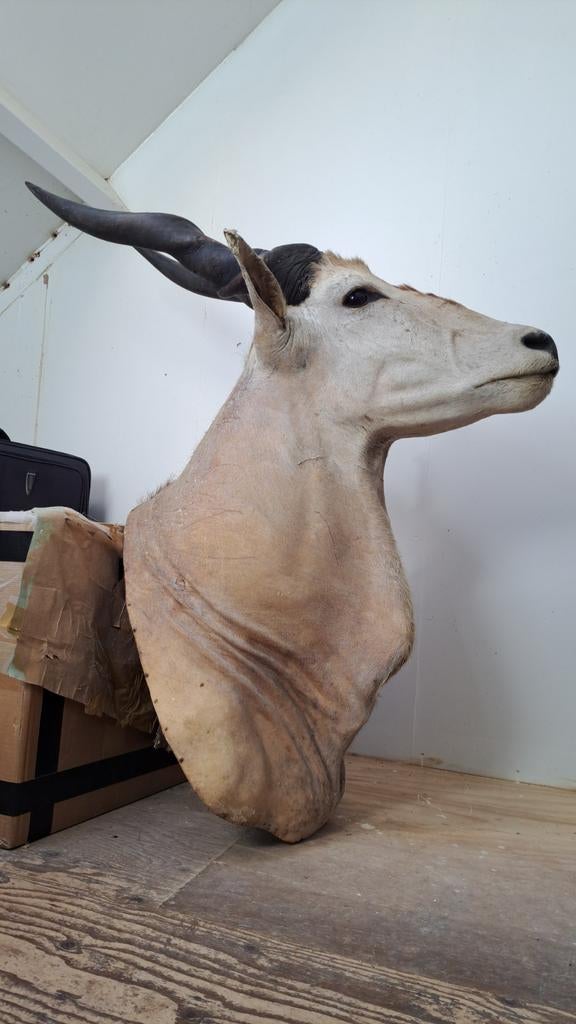 Prachtige Grote Opgezette Antilope!, Verzamelen, Dierenverzamelingen, Ophalen of Verzenden, Zo goed als nieuw, Opgezet dier