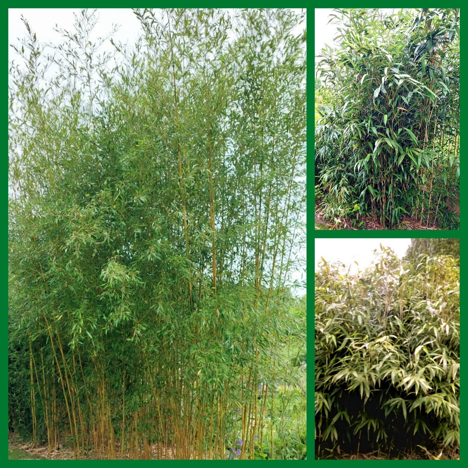 Bamboe, Vaste plant, Bloeit niet, Halfschaduw, Ophalen