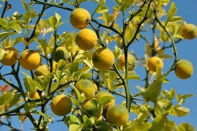 Winterharde Citroenboom (Poncirus trifoliata), Tuin en Terras, Ophalen, Volle zon, Vaste plant, Fruitplanten