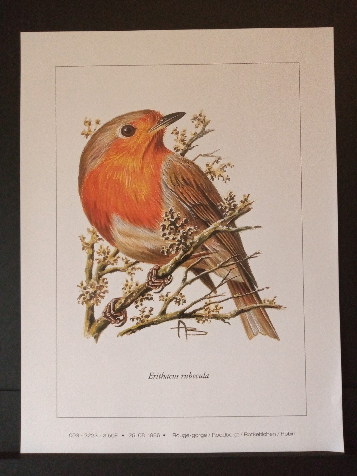 Prent Roodborst getekend André Buzin tekenaar / illustrator, Verzenden, 1980 tot heden, Zo goed als nieuw, Dier