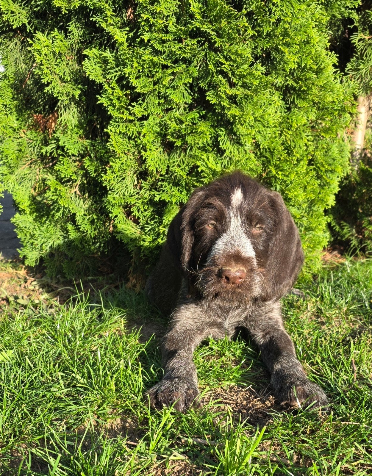 Duitse staande draadhaar pups met stamboom FCI, Dieren en Toebehoren, Duitse Staande hond, Reu, 8 tot 15 weken, Meerdere