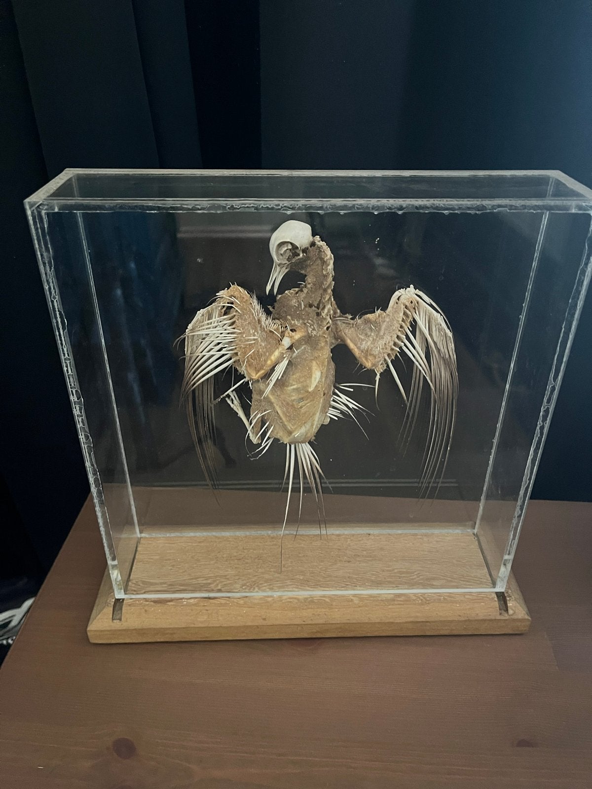 Unieke Gemummificeerde Vogel in Vitrine, Verzamelen, Verzenden, Gebruikt
