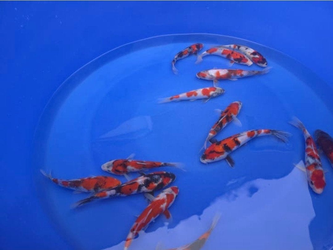 15 koi, Karper of Koi