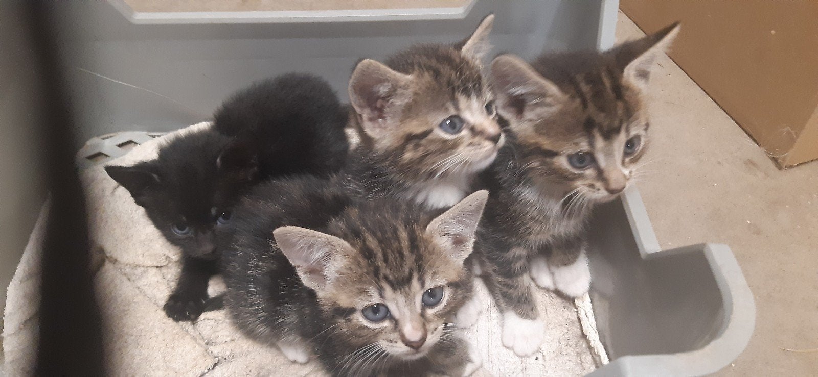 Boerderijkittens, Meerdere dieren