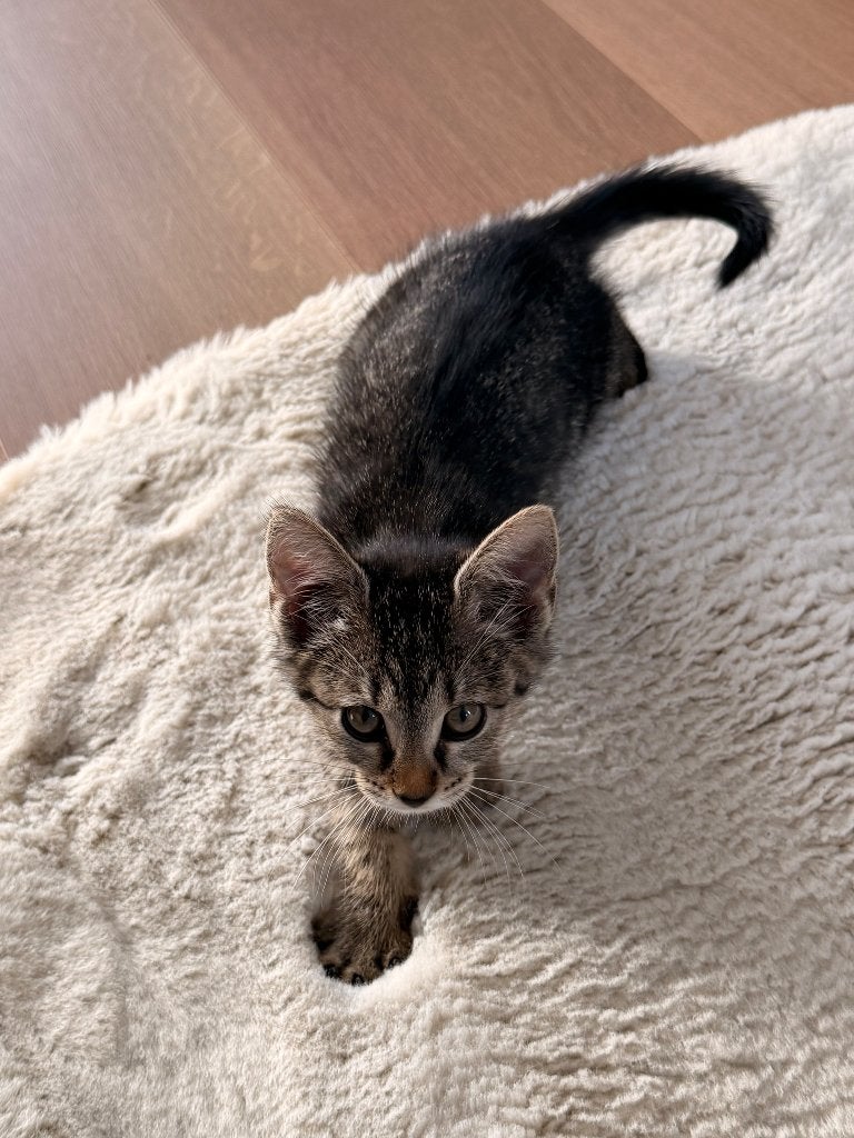 Lieve mini poes (8 weekjes oude kitten), Poes, Ontwormd, 0 tot 2 jaar