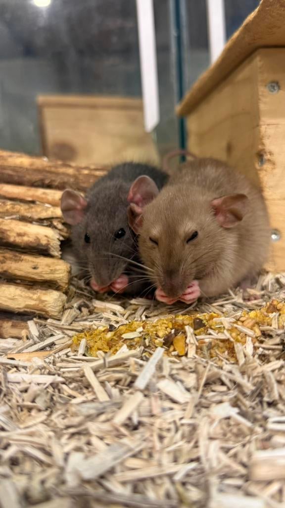 Ratten, Dieren en Toebehoren, Rat, Januari, Meerdere dieren, Tam